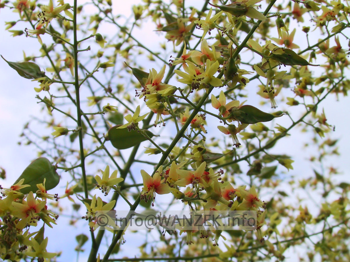Koelreuteria paniculata 03.JPG